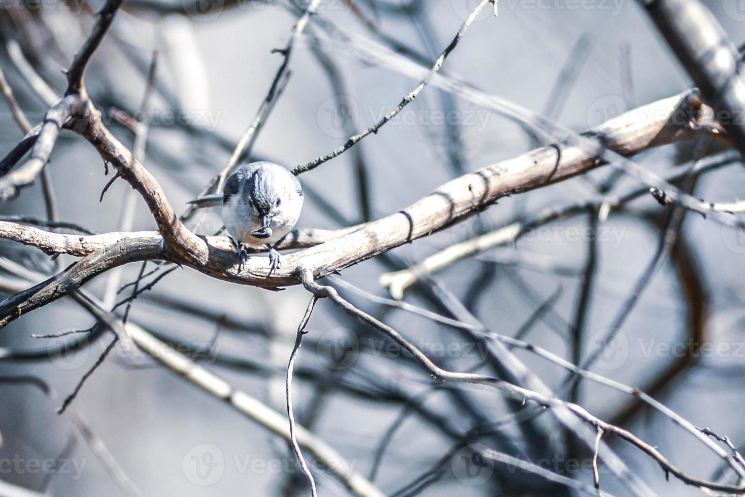 Marsh Tit chickadee resting on a tree branch photo