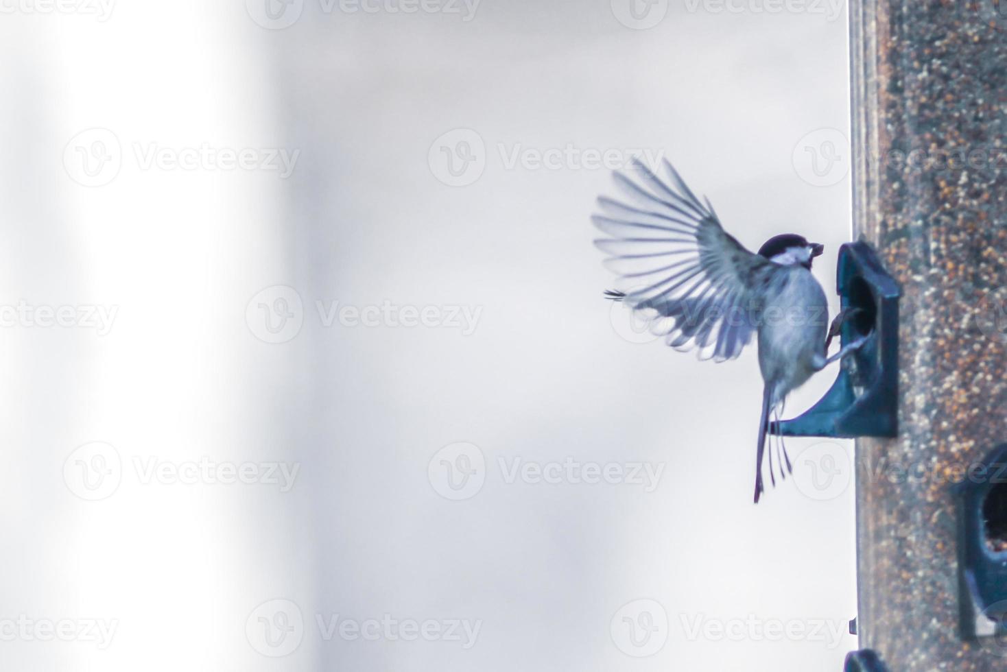 pájaros alimentándose y jugando en el comedero foto