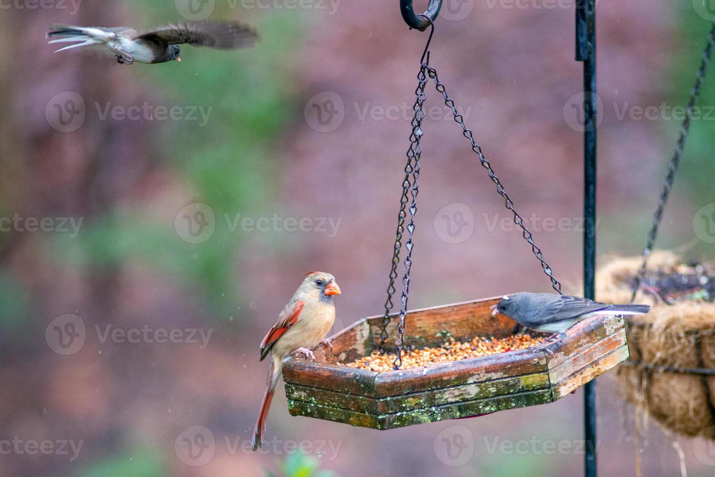 backyard birds around bird feeder photo