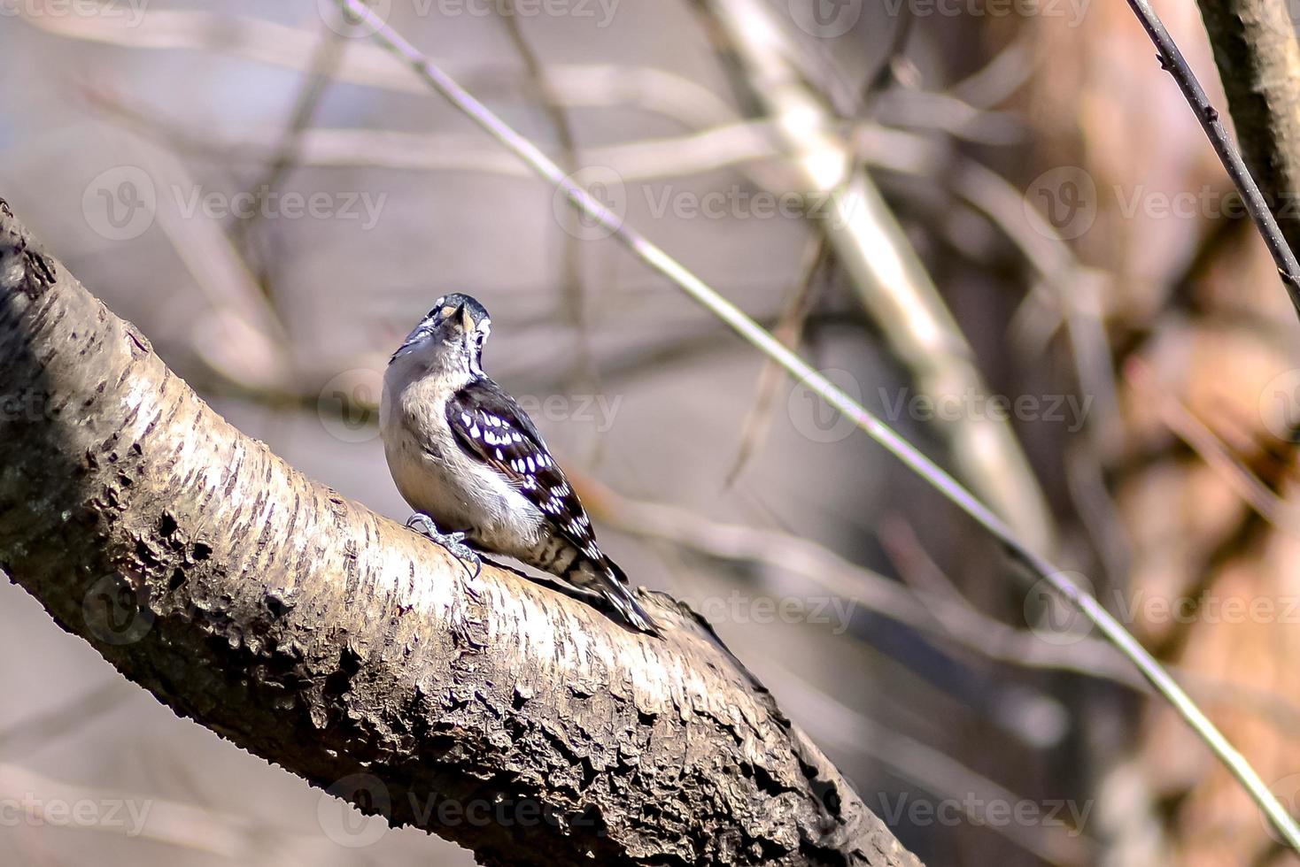 A male downy woodpecker perched on a tree trunk. photo