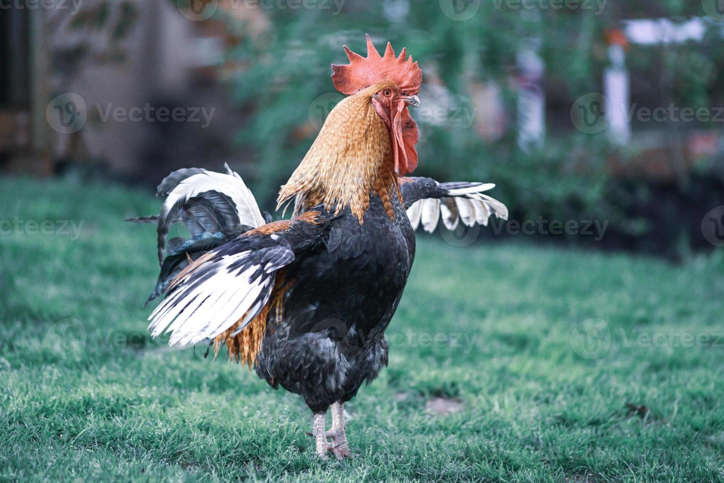 big beautiful colorful rooster in backyard stretching photo