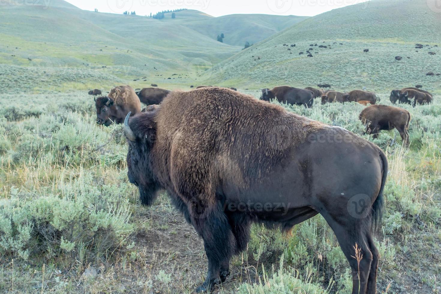 Bison graze in Lamar Valleyat Yellowstone National photo