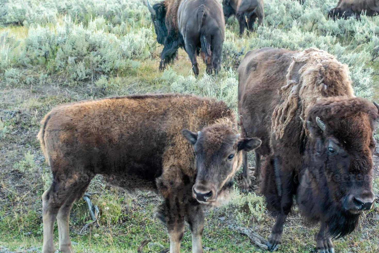 Bison graze in Lamar Valleyat Yellowstone National photo