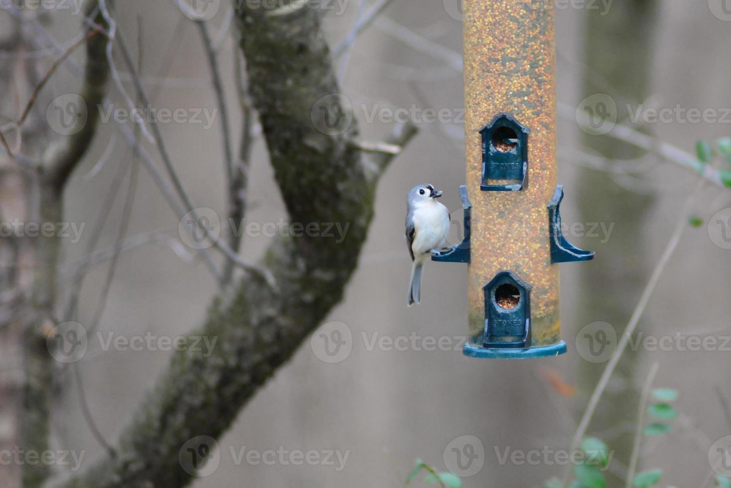 birds feeding and playing at the feeder photo