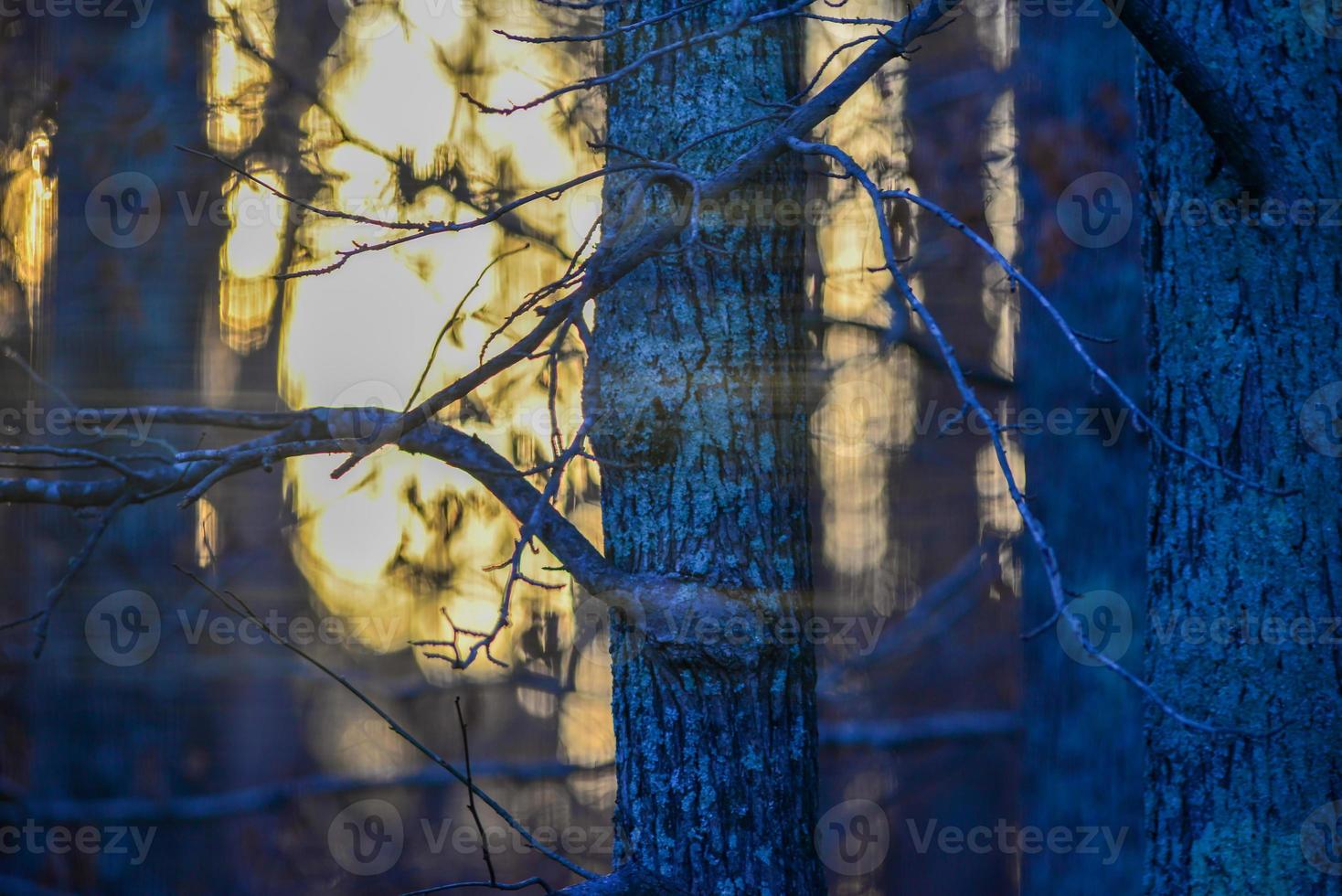 morning forest tree branches bokeh photo