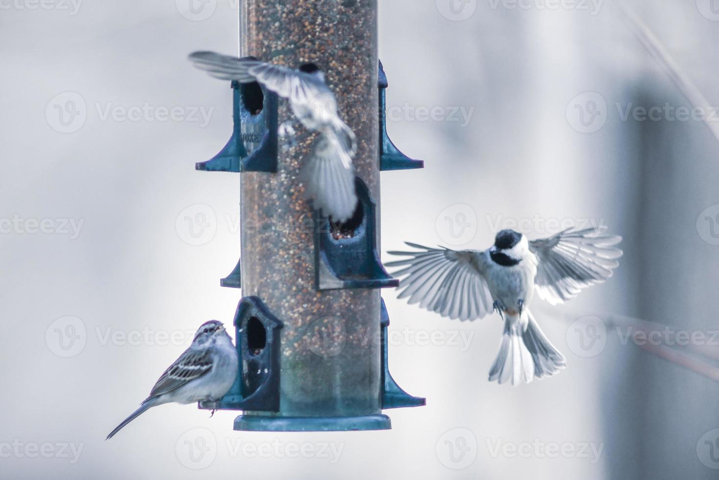 birds feeding and playing at the feeder photo