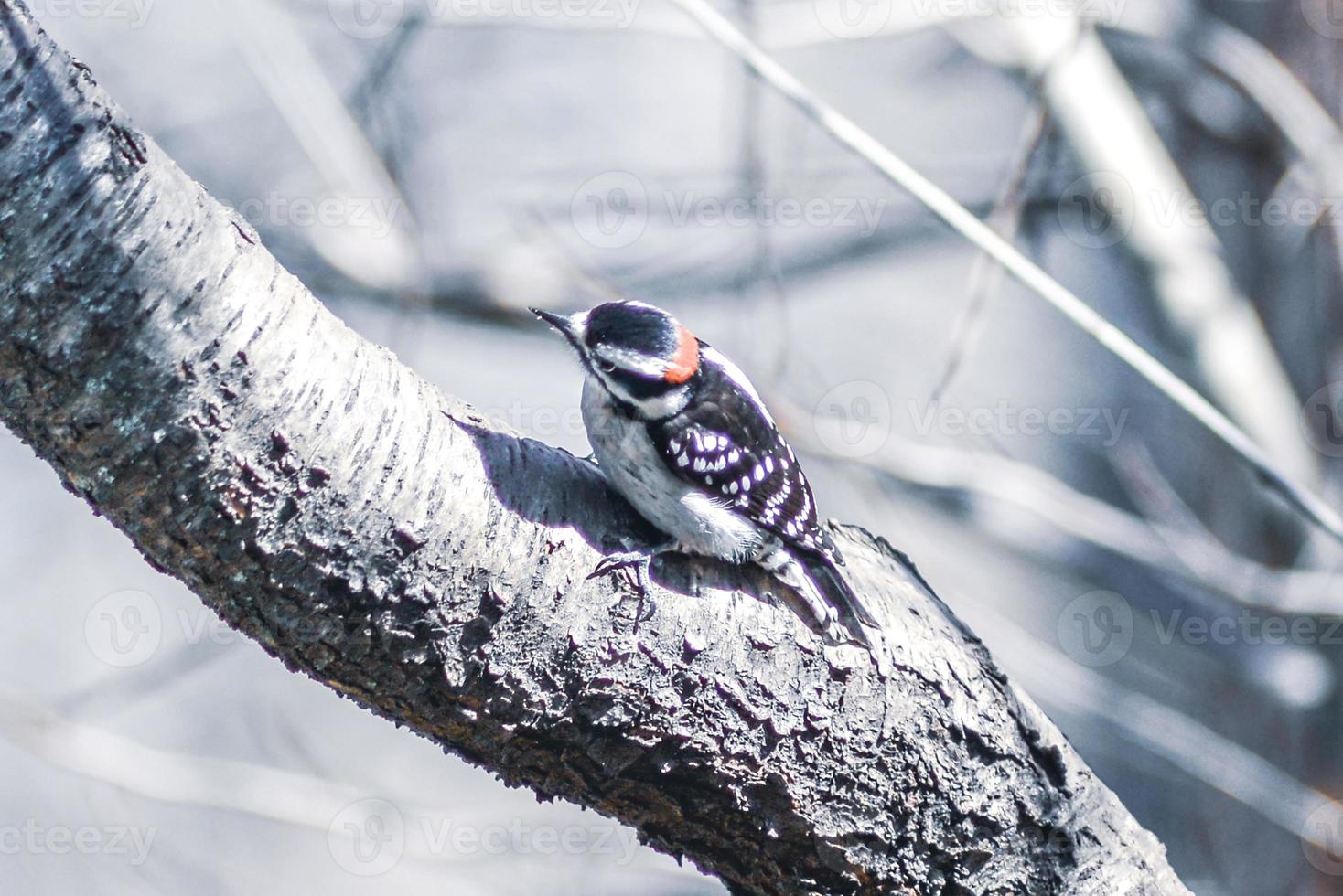 A male downy woodpecker perched on a tree trunk. photo