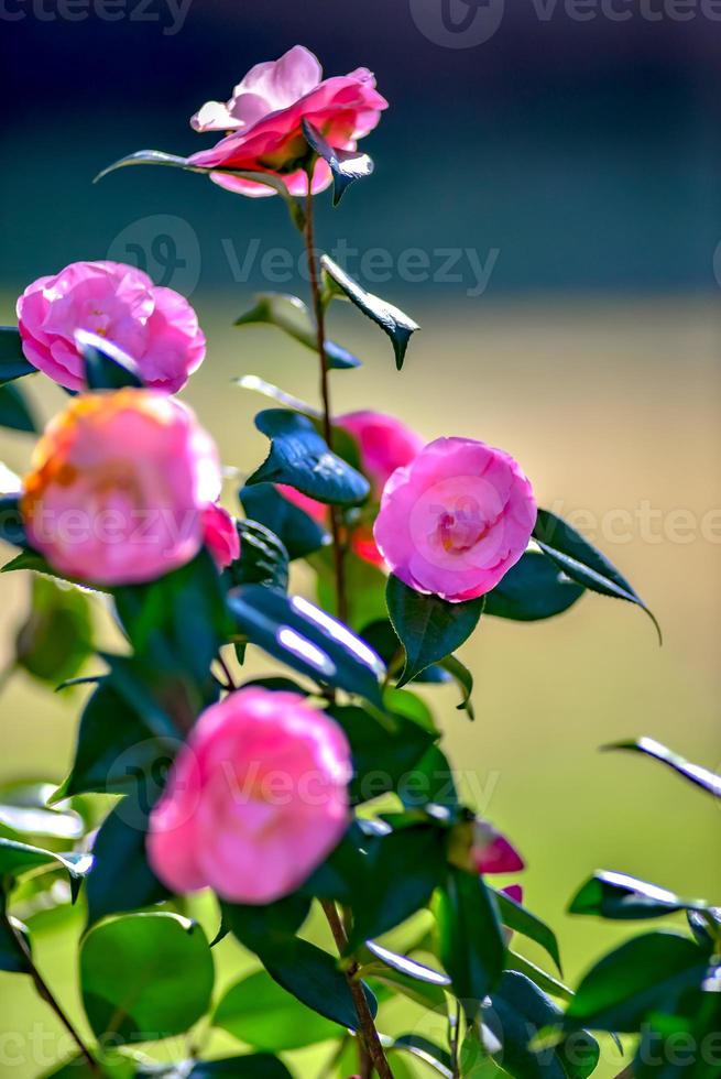 Pink camelia flowers growing in the home garden, close up shot photo