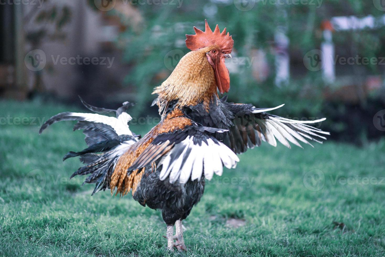 gran gallo hermoso y colorido en el patio trasero que se extiende foto