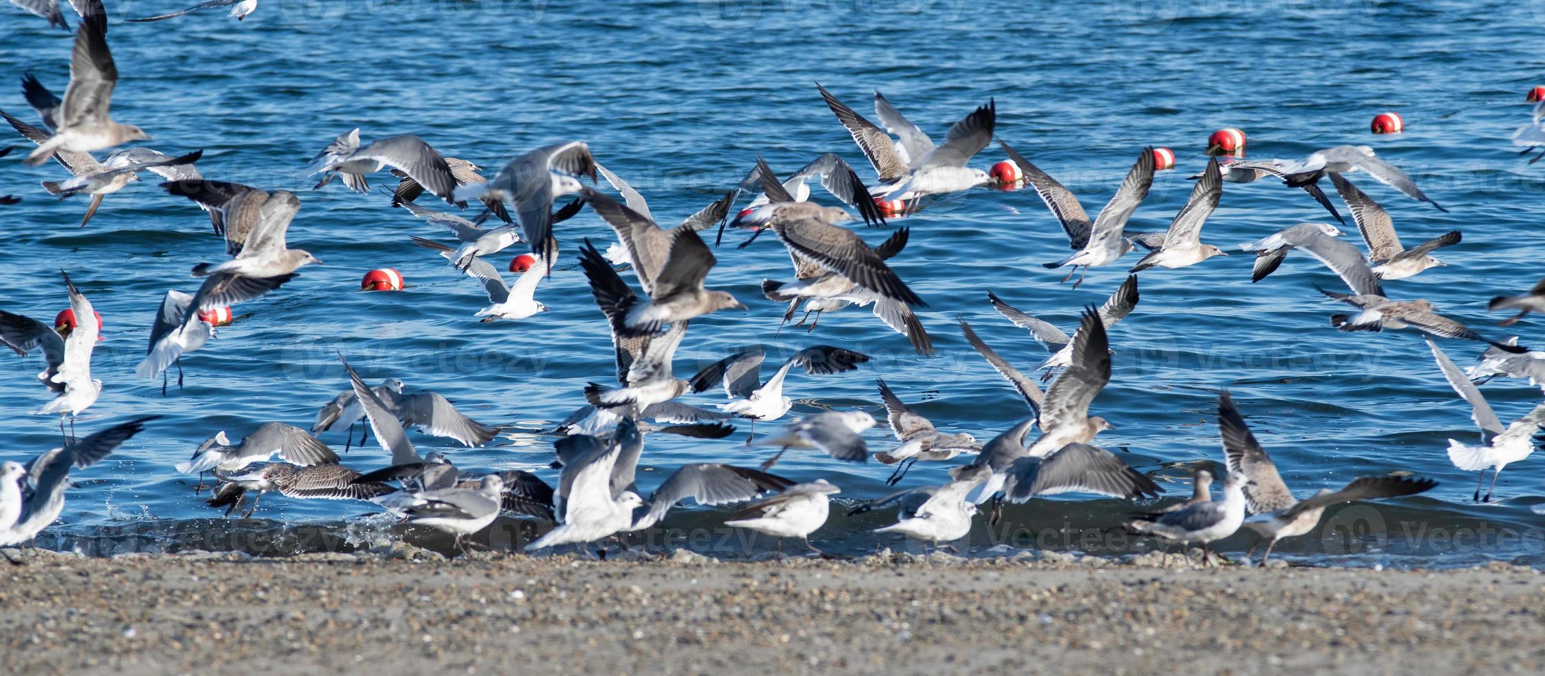 large flock of seagulls on the beach in rhode island photo