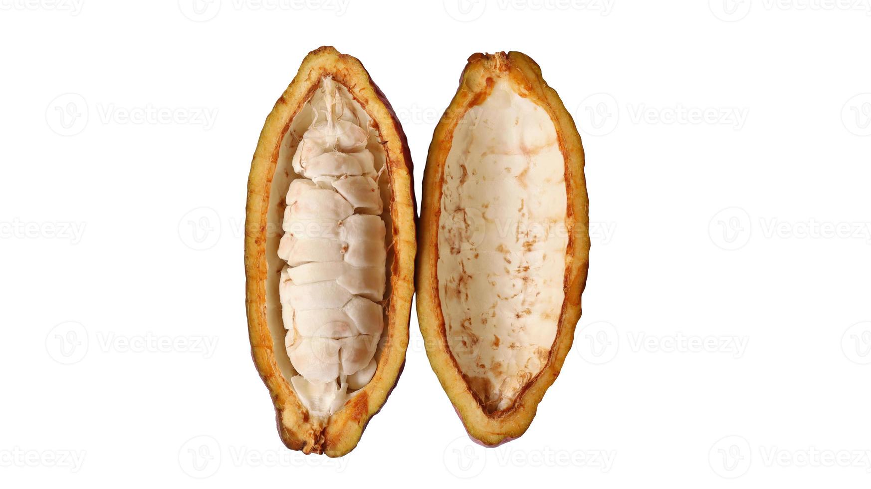Cocoa pods isolated on a white background. Cocoa pods that have been split in half. White cocoa beans. Cocoa pods as ingredients for making chocolate. photo