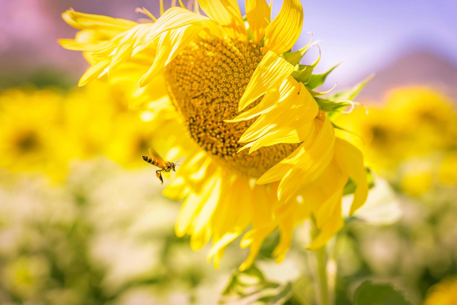 field of blooming yellow sunflowers in the summer season in sunflowers farm and other flowers photo