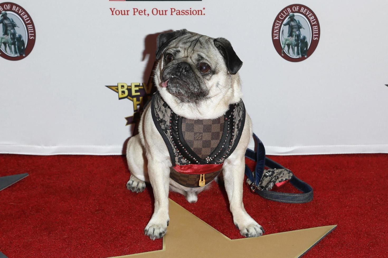 los angeles 29 de febrero - doug the pug en la exposición canina de beverly hills presentada por purina en el lacounty fairplex el 29 de febrero de 2020 en pomona, ca foto