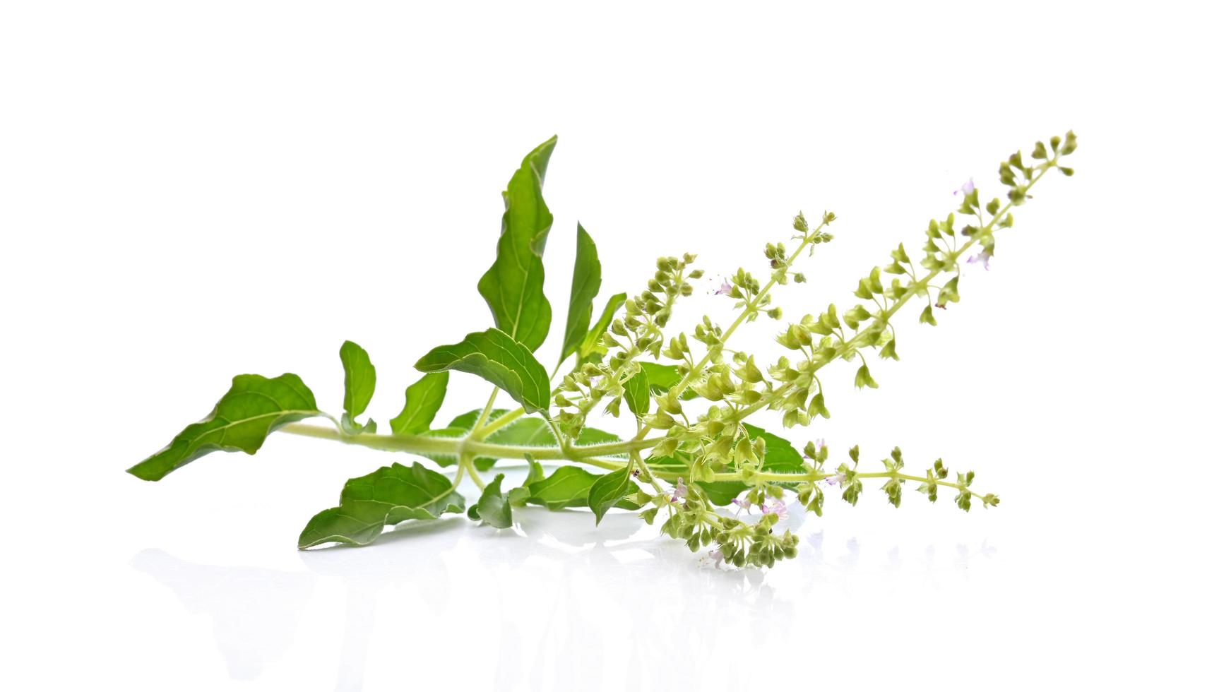 Holy Basil,Ocimum sanctum isolate on white background photo