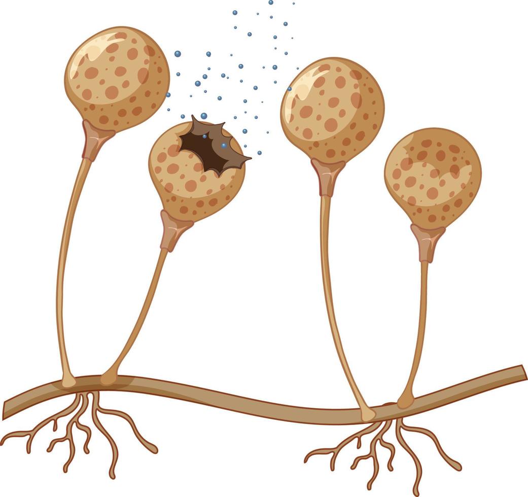 un primer plano de esporas de hongos vector