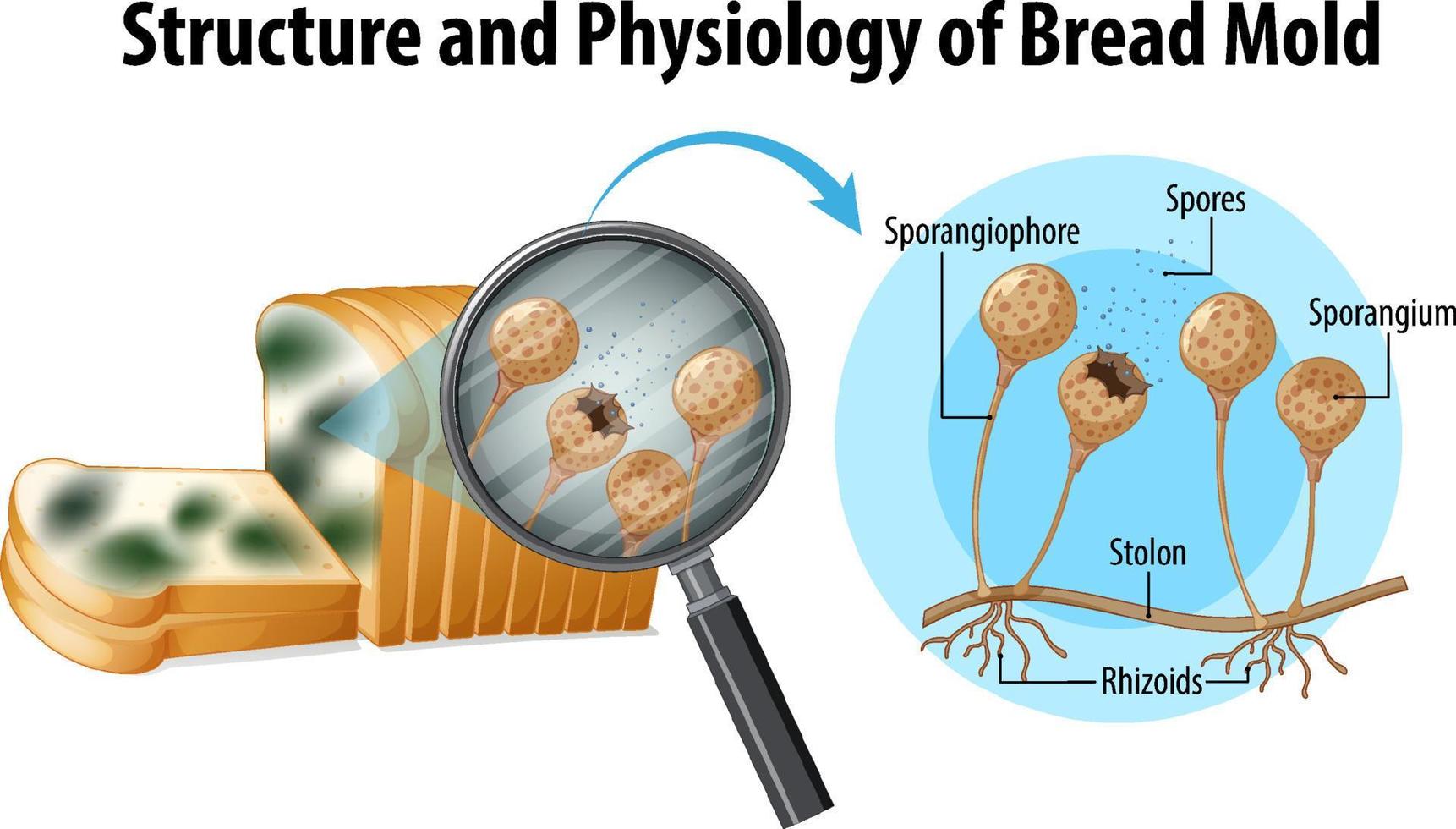 structure and physiology of bread mold vector