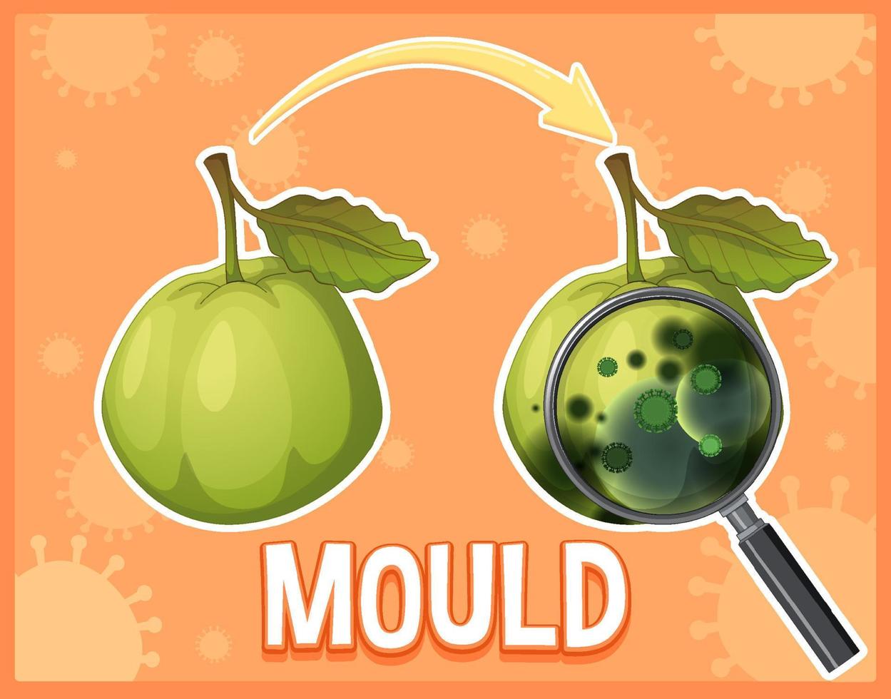 Inedible decomposed guava with mould vector