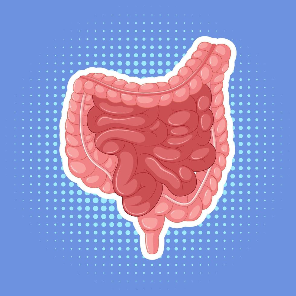 órgano interno humano con intestino vector