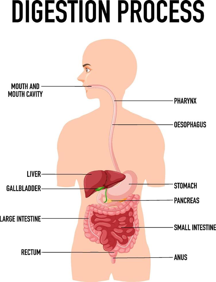 diagrama que muestra el proceso de digestión en humanos vector