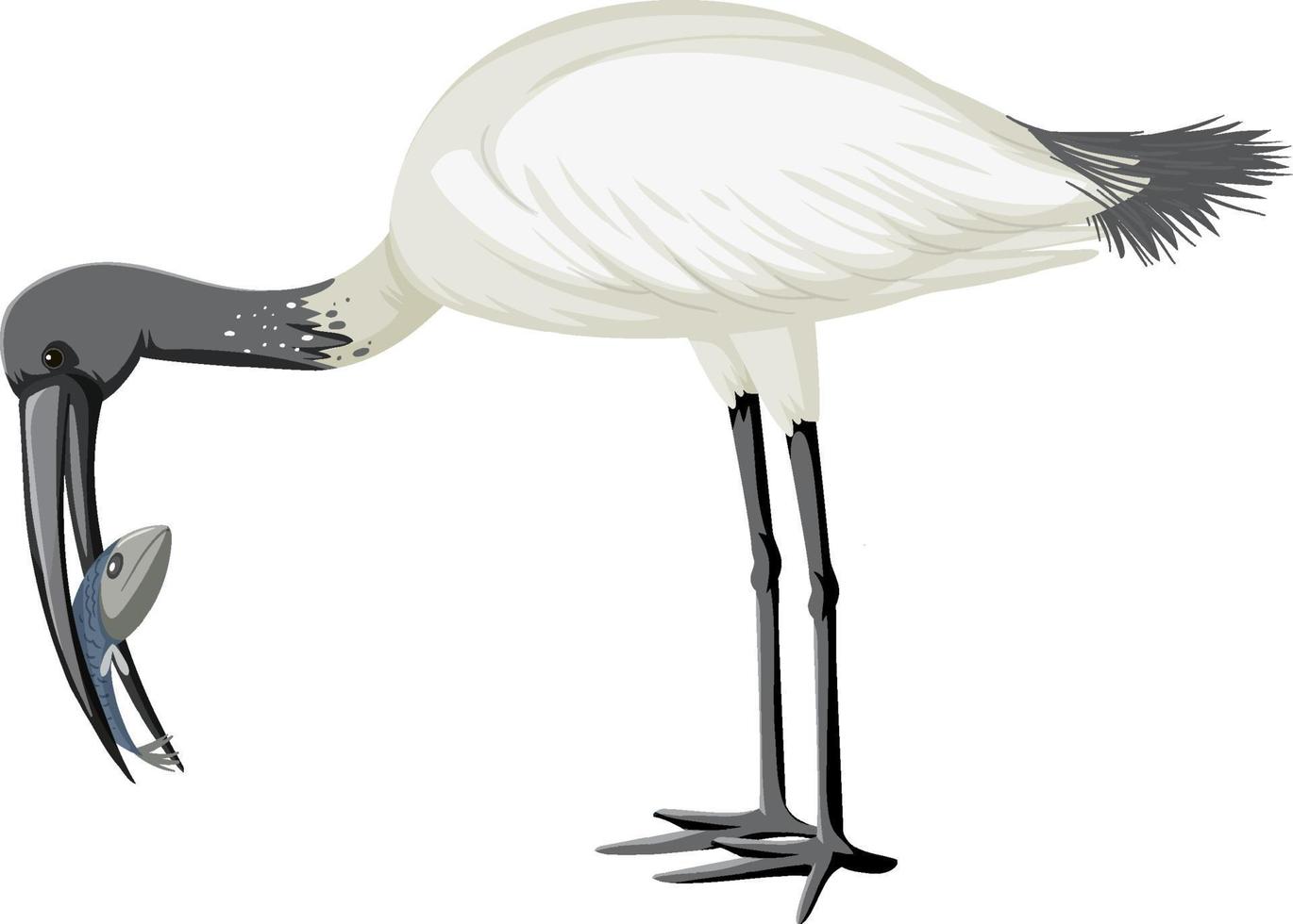 Australian white ibis isolated vector