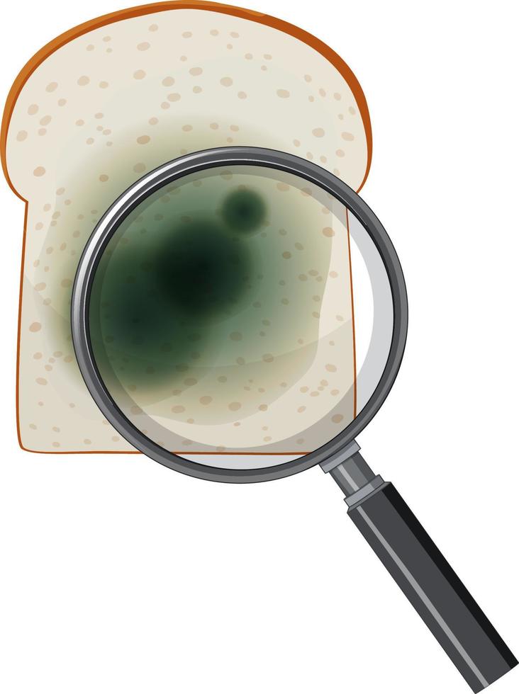 A piece of bread with mold vector