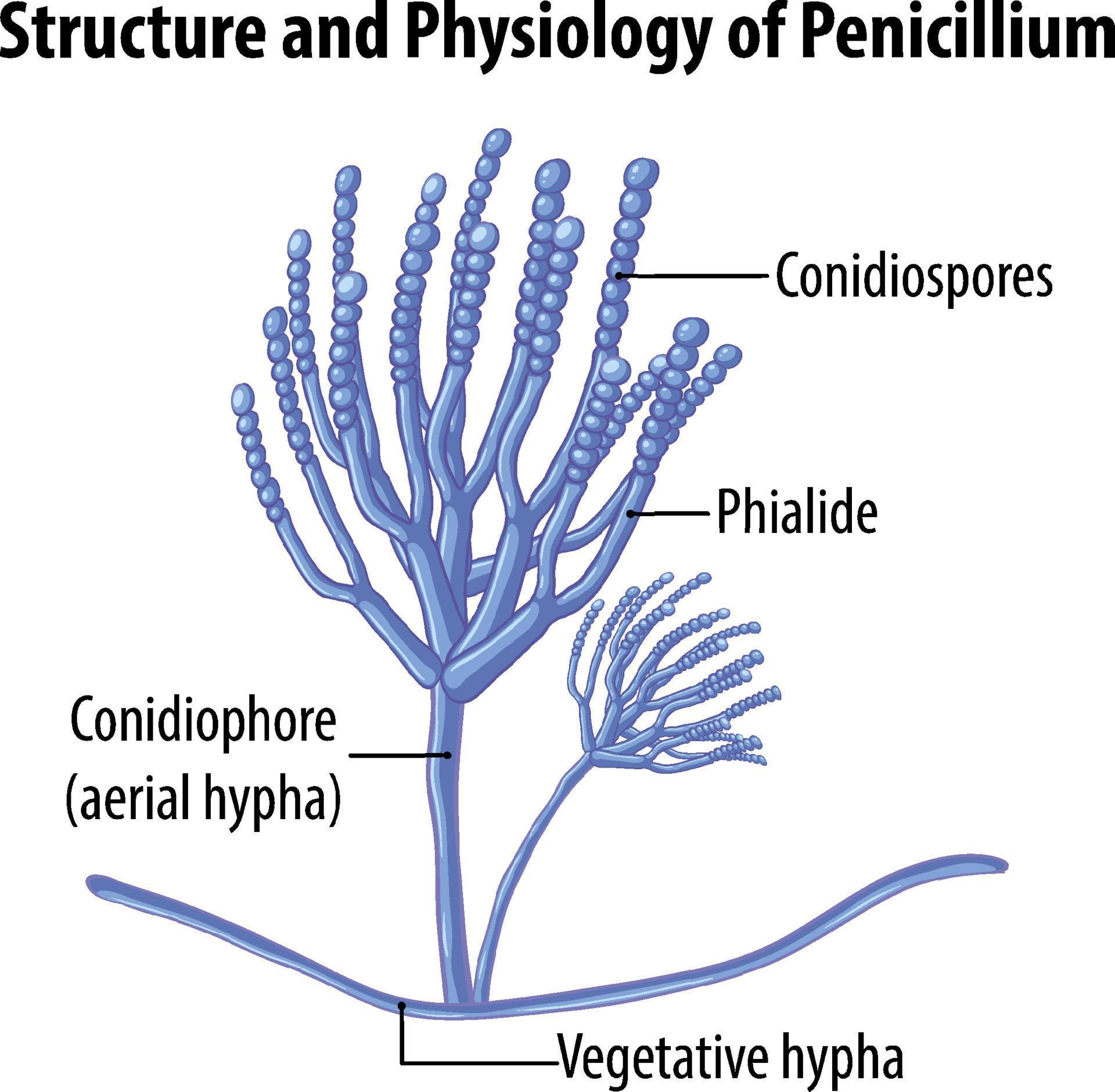 Structure and physiology of penicillium mold 8191126 Vector Art at Vecteezy