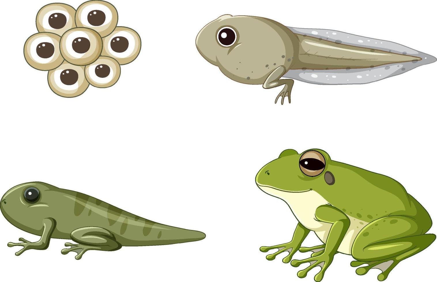 Frog life cycle diagram vector