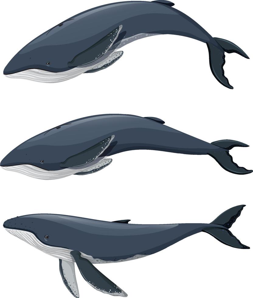 Set of humpback whale cartoon on white background vector