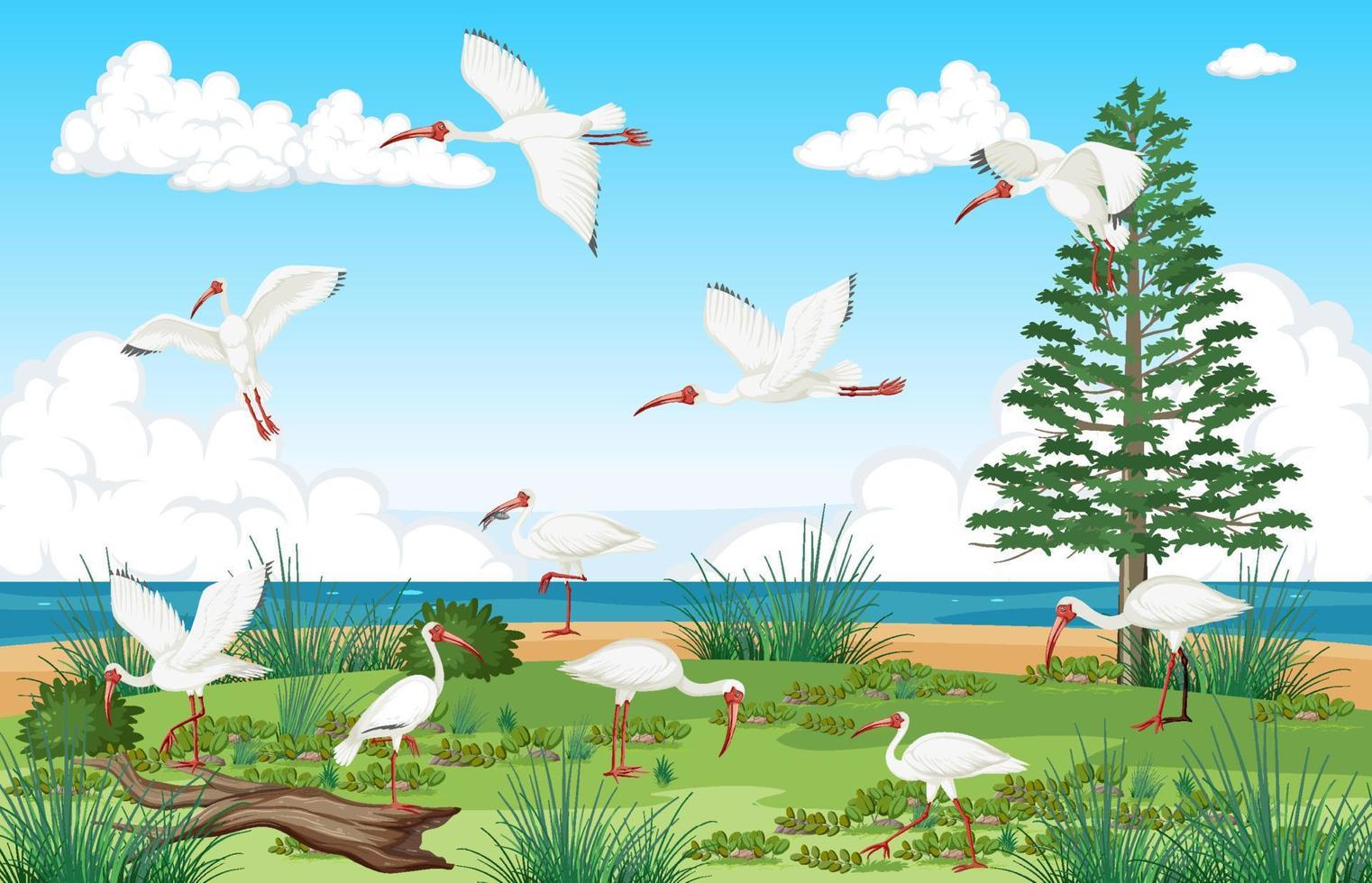 White ibis group at the coast vector