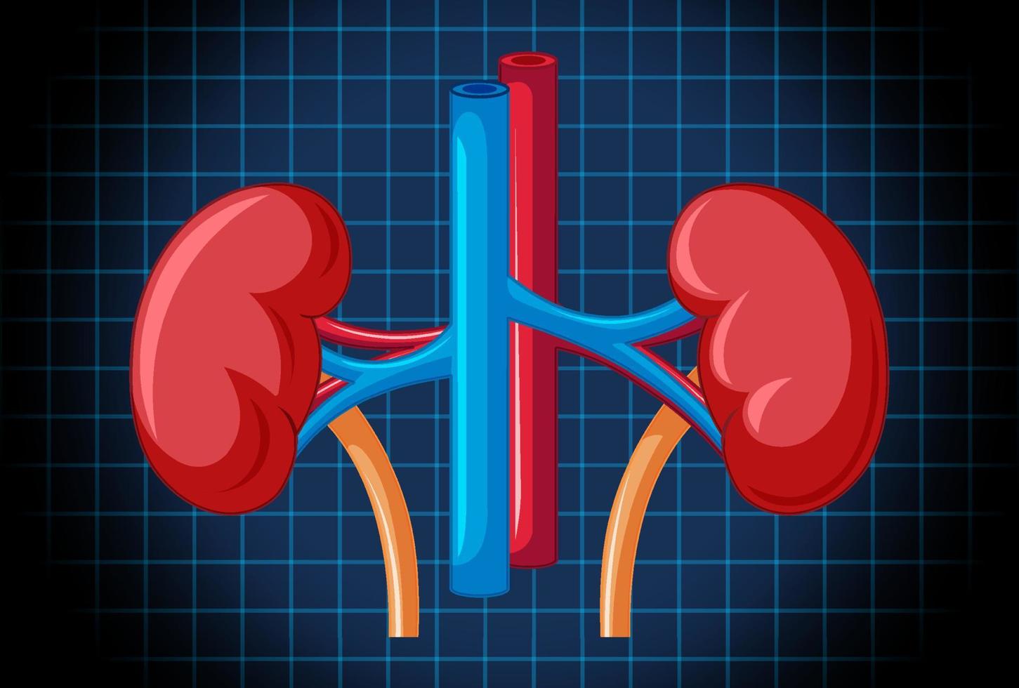 Human internal organ with kidney vector