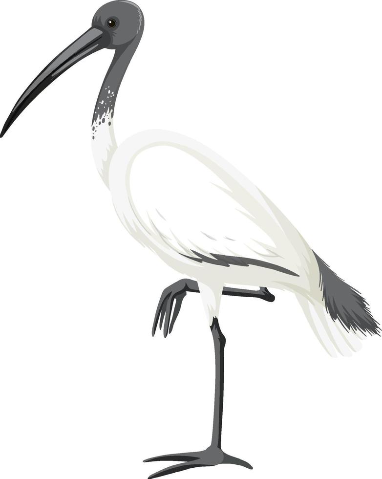 ibis blanco australiano aislado vector