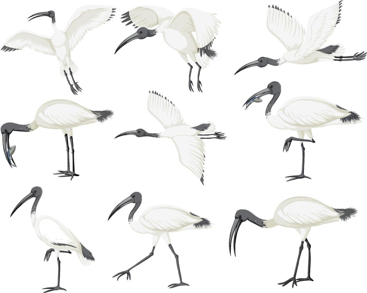 Set of Australian white ibis vector