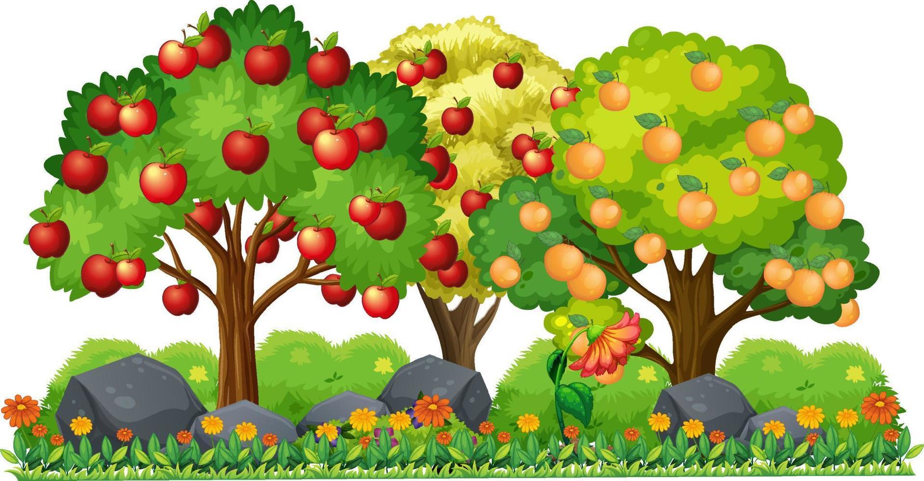 Apple tree and orange tree cartoon vector