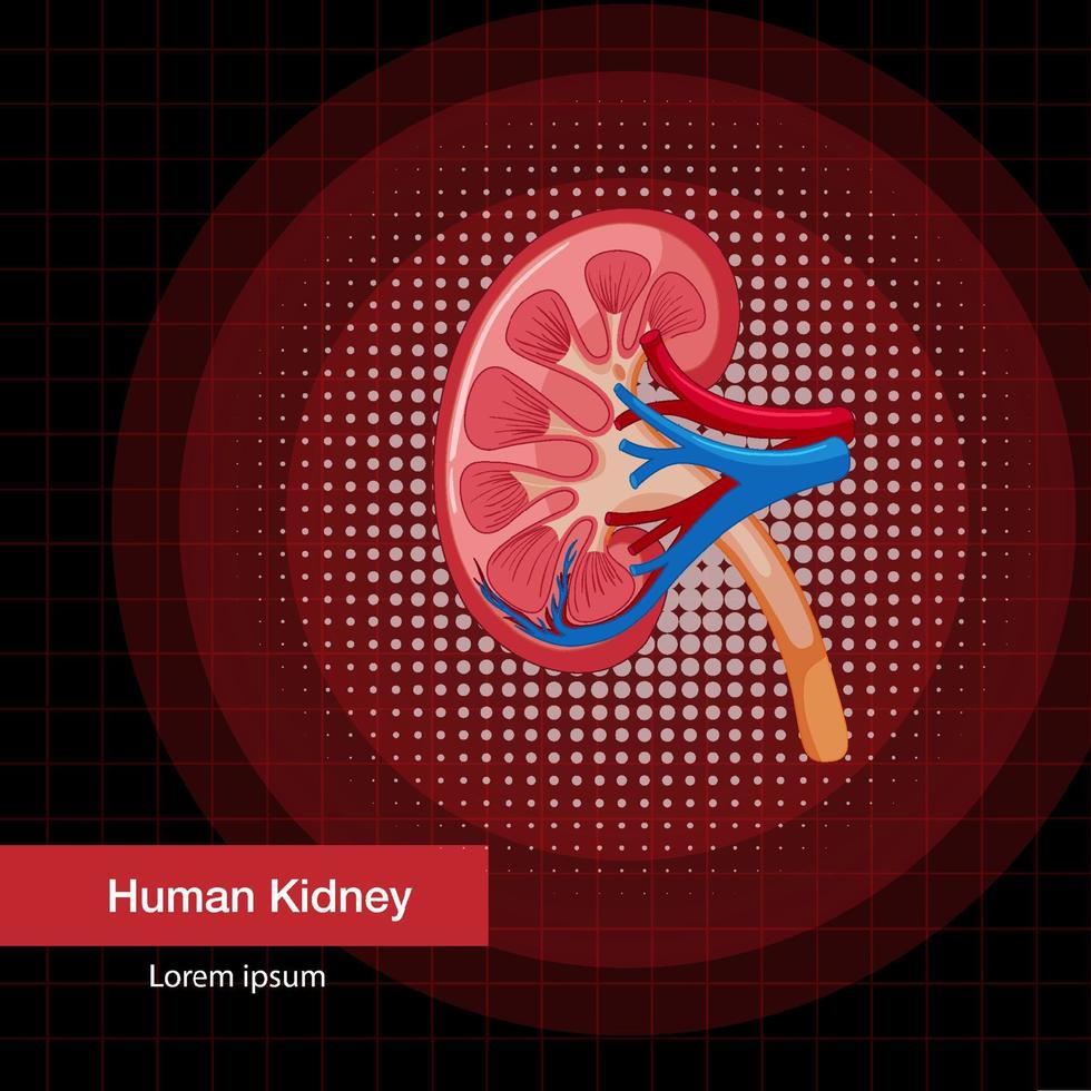 Human internal organ with kidney vector