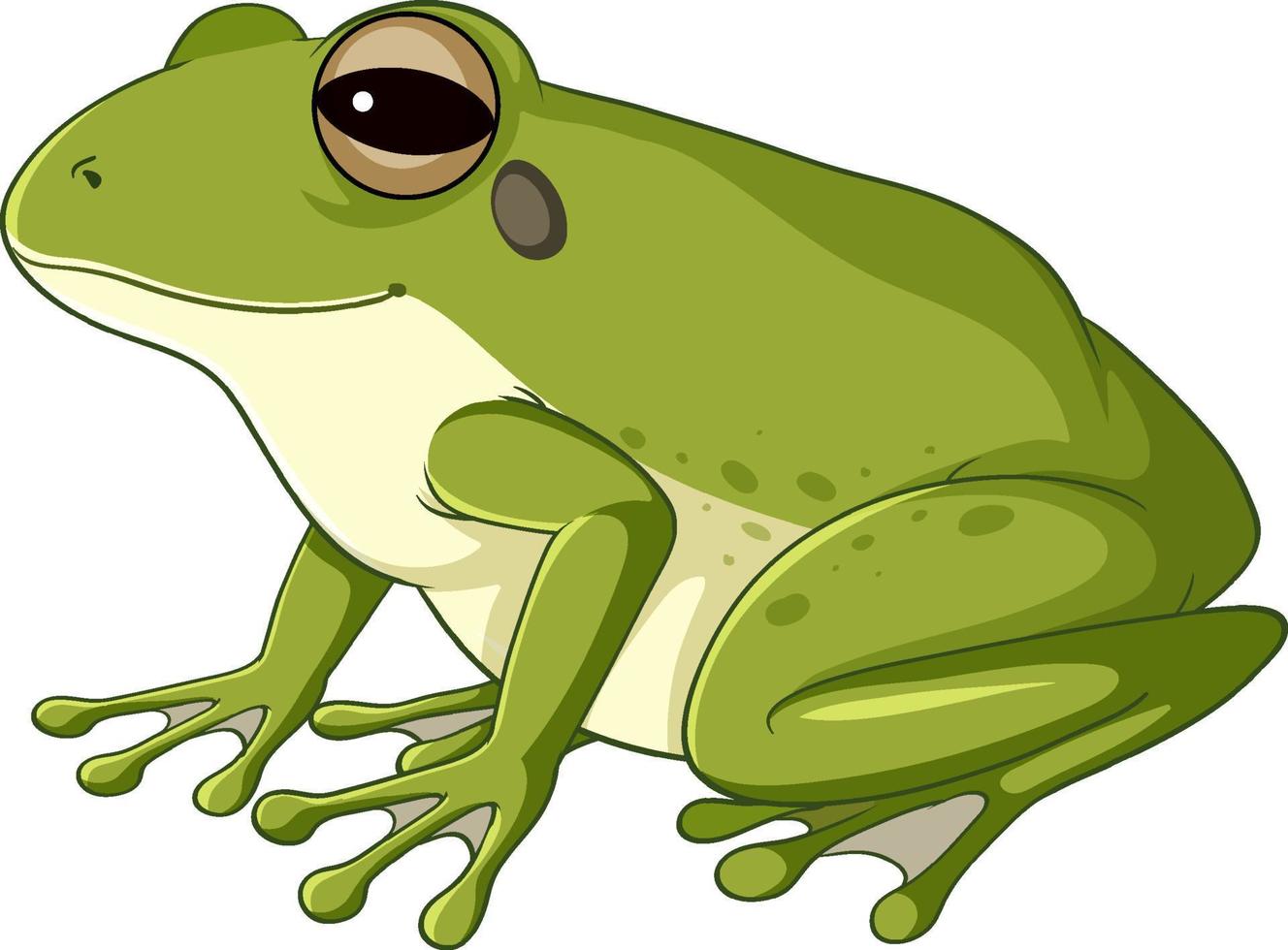 una rana verde sobre fondo blanco vector