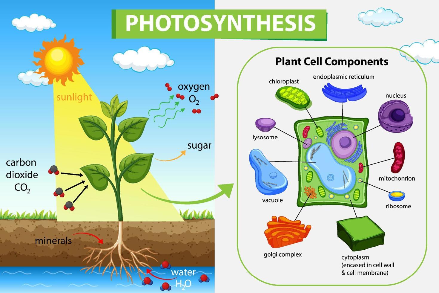 diagrama de fotosíntesis con plantas y luz solar vector