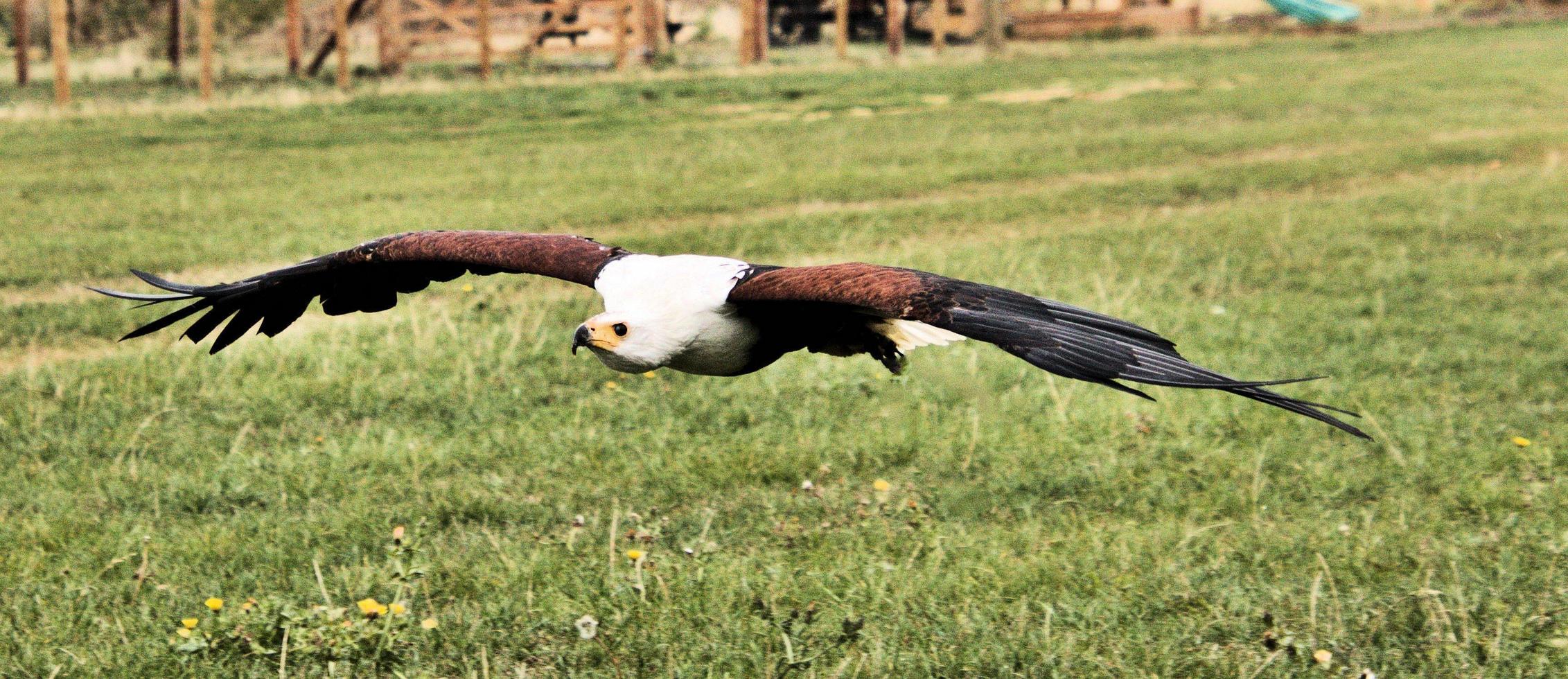 A view of an African Sea Eagle in Flight photo