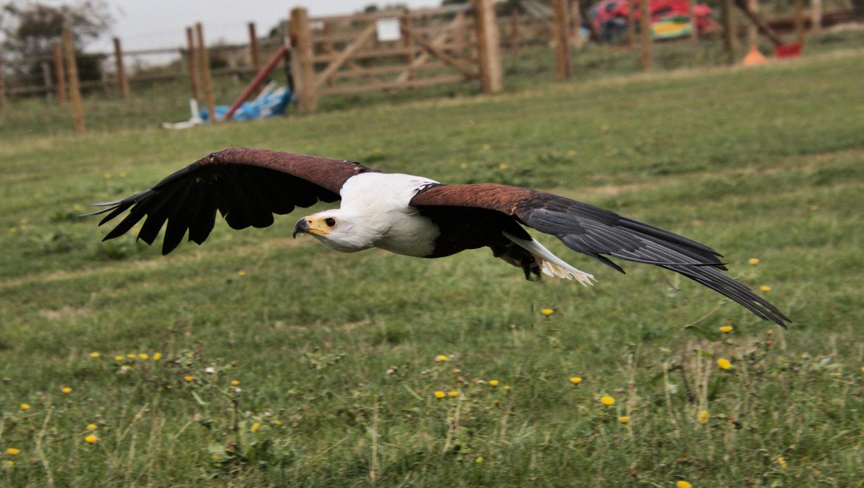 A view of an African Sea Eagle in Flight photo