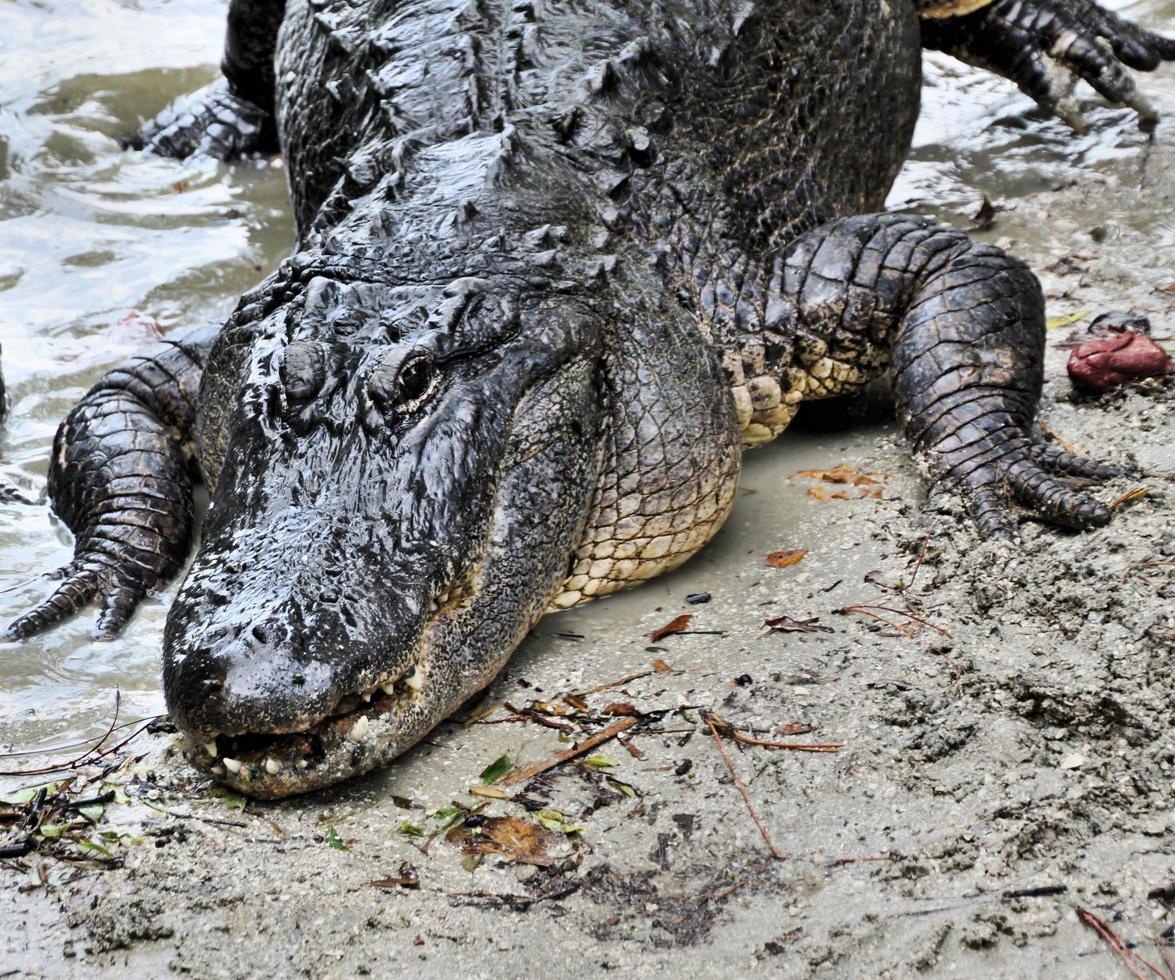 A view of an Aligator in Florida photo