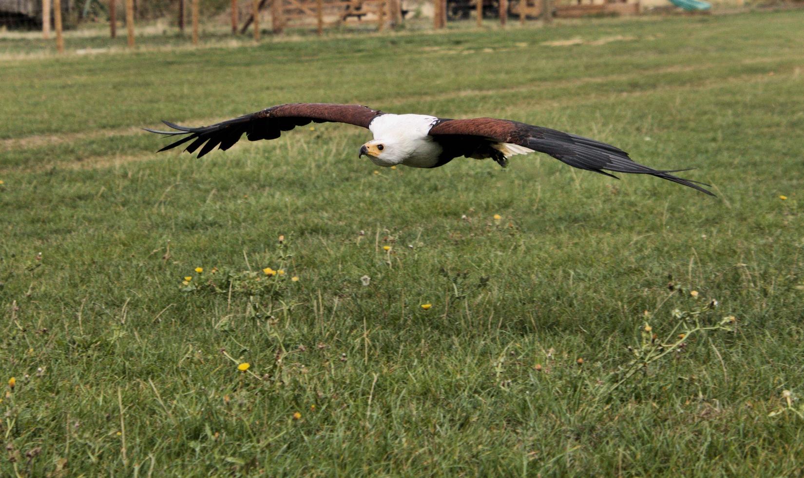 A view of an African Sea Eagle in Flight photo