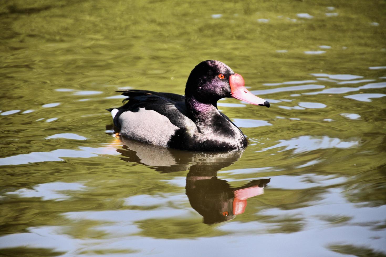 A view of a Rosybill Duck photo