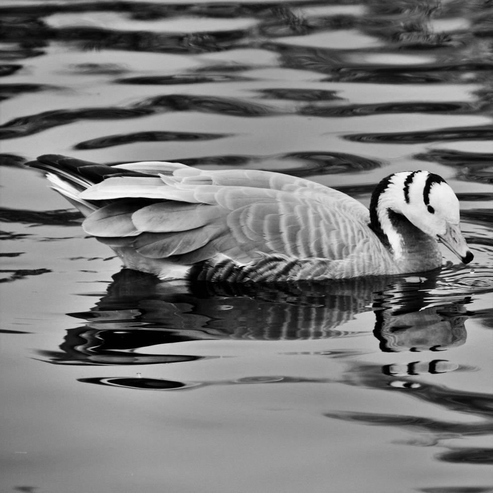 A view of a Bar Headed Goose photo