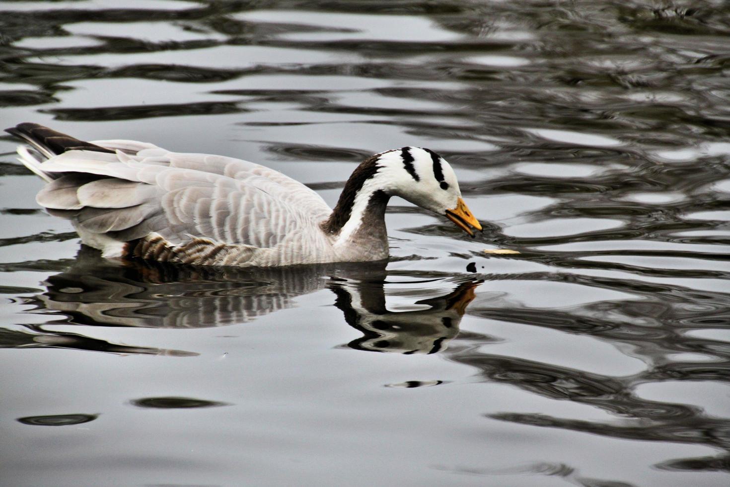 A view of a Bar Headed Goose photo