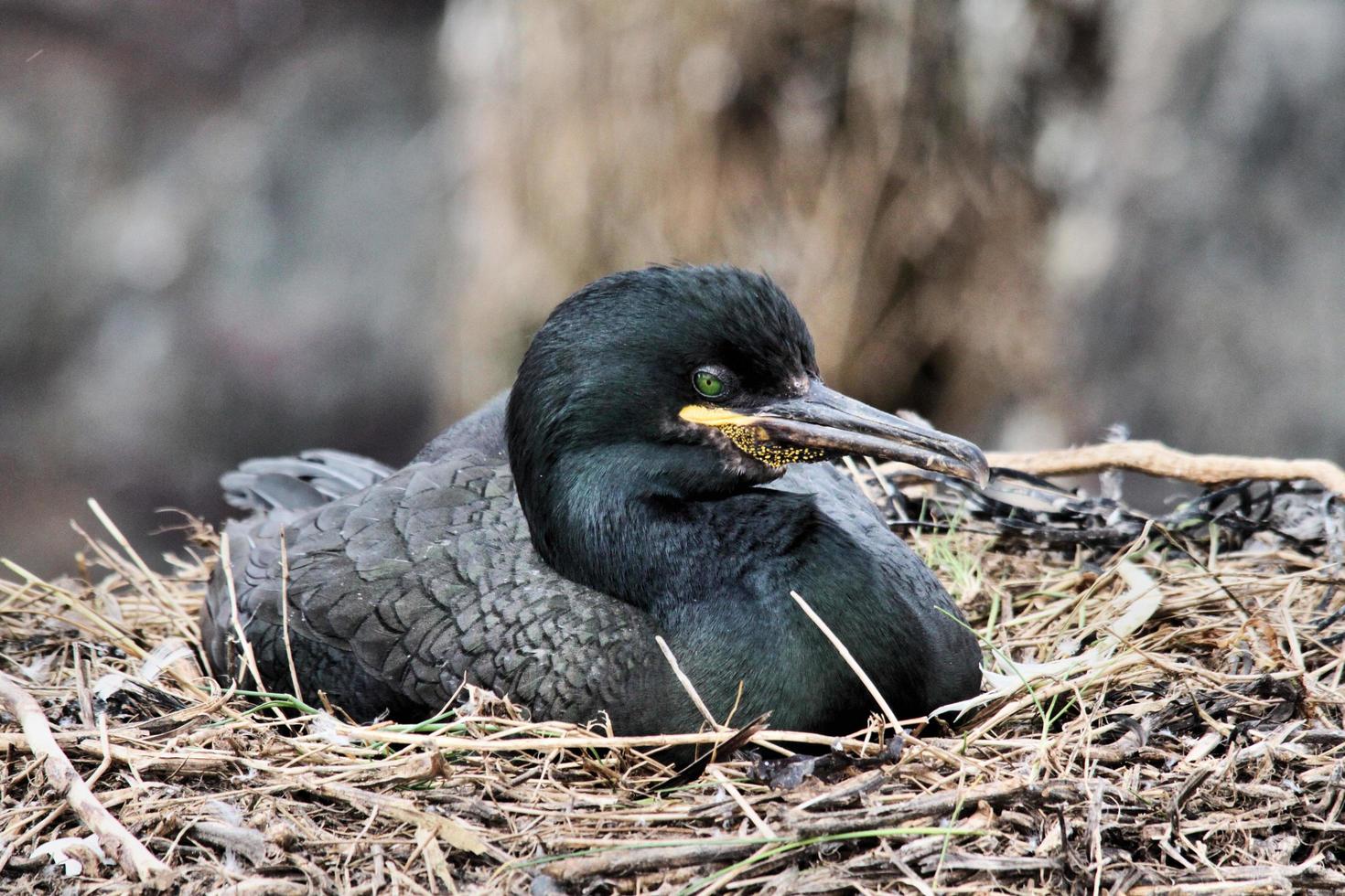 A view of a Shag Bird photo