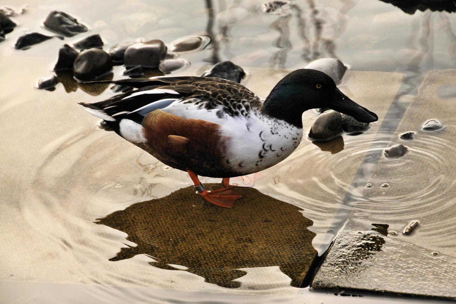 A view of a Shoveller Duck photo