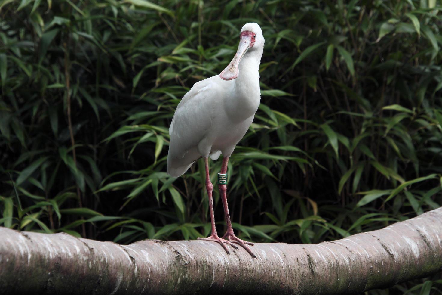 A close up of a Spoonbill photo