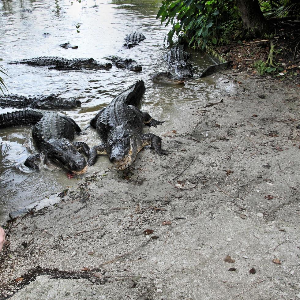 A view of an Aligator in Florida photo