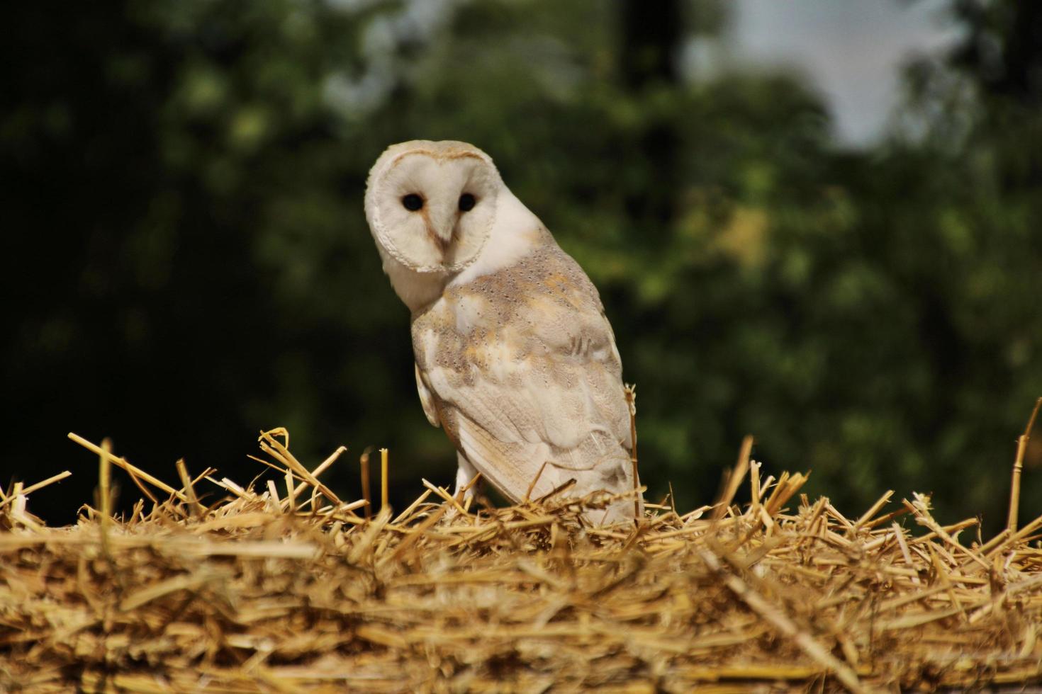A view of a Barn Owl photo