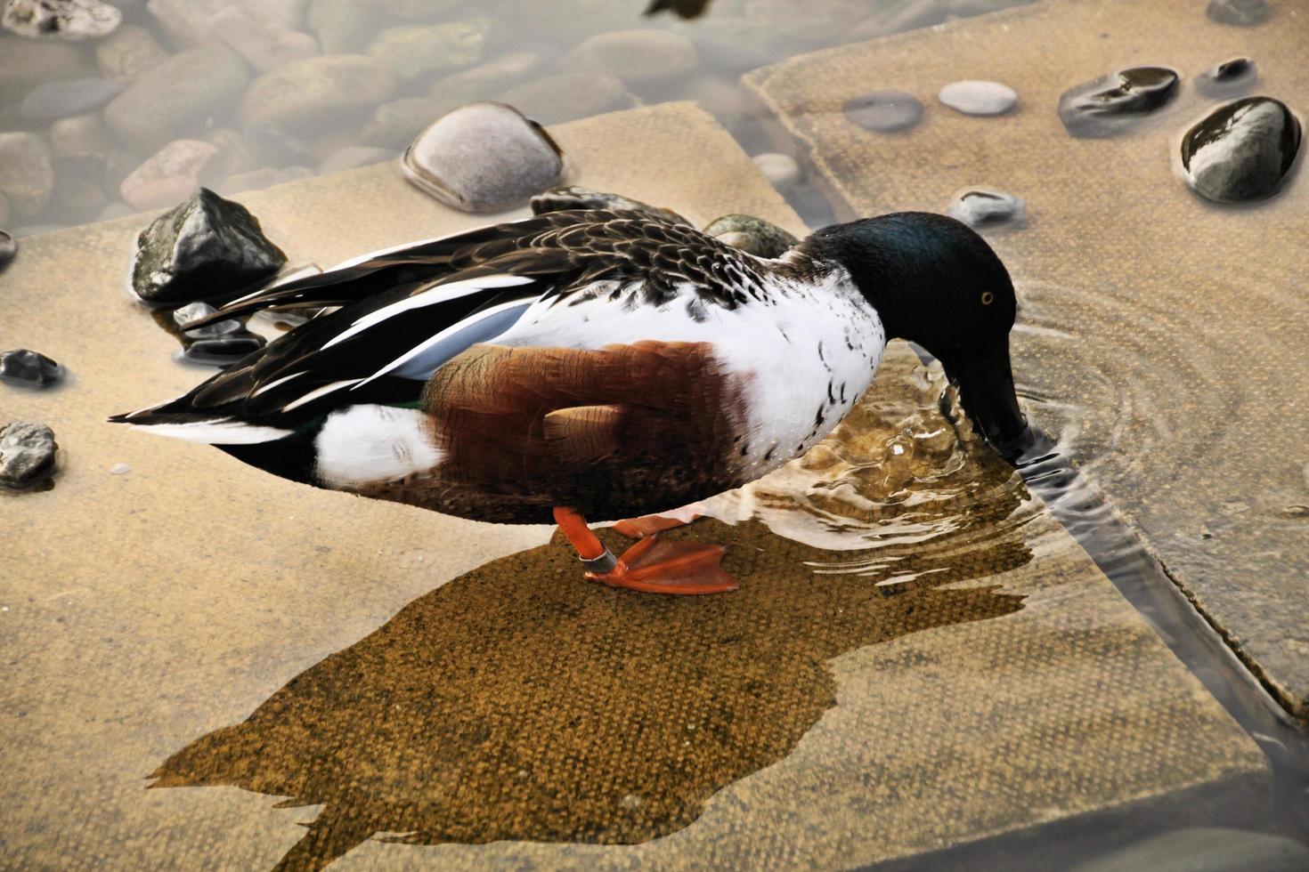 una vista de un pato cuchara foto