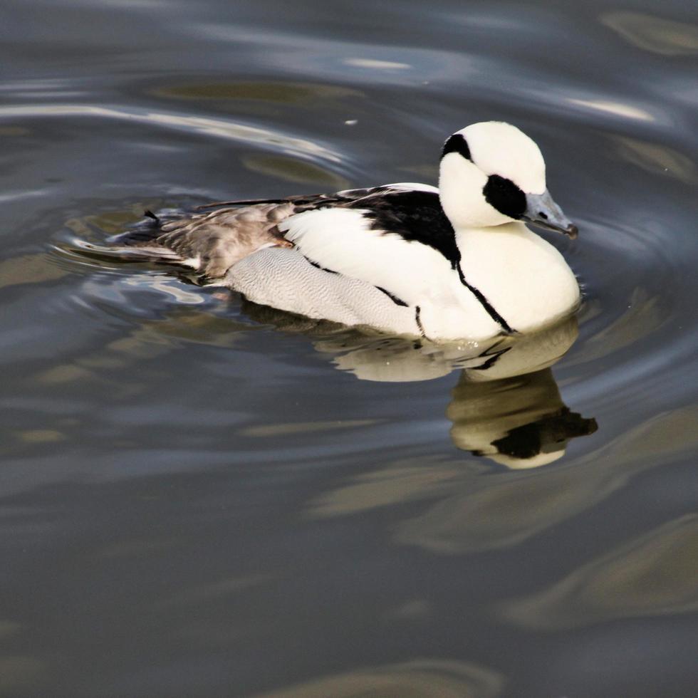 A view of a Smew Duck photo